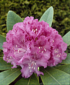 Rhododendron 'Ruffles'