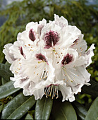 Rhododendron 'Appho'