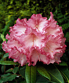 Rhododendron 'Sophia Pests'