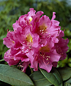 Rhododendron 'Spring Dawn'