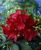 Rhododendron 'Vulcan's Flame'