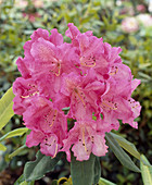 Rhododendron 'Wissahickon'