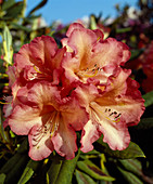 Rhododendron 'Whitney's Orange'