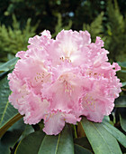 Rhododendron yakushimanum x 'Peticote'