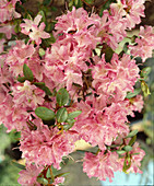 Azalea