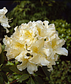 Azalea 'Broughtonii Aureum'