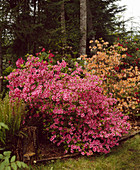 Azalea 'Carol Grant'