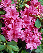 Azalea hybrid