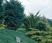 Juniperus-Gruppe