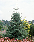 Abies concolor (white fir)