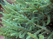 Picea abies (red spruce) branch