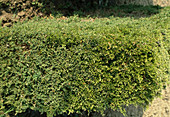 Juniperus virginiana 'Canaertii' - Juniper hedge