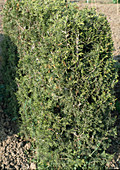 Juniperus chinensis 'Keteleerii'