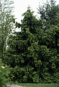 Picea abies 'Acrocona'