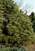 Pinus nigra Austriaca 'Spielberg'