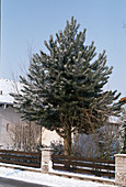 Pinus nigra Austriaca