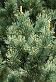 Pinus montana