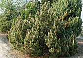 Pinus mugo mughus