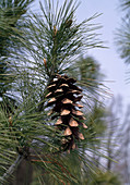 Pinus schwerinii