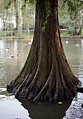 Taxodium distichum, bald cypress (aerial roots)