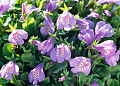 Mazus reptans, ground-covering, non-hardy perennial