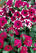 Petunia 'HulaHoop Blue', Verbena 'Burgundy'