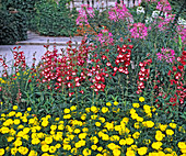 Tagetes patula, Penstemon hartwegii