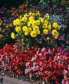 Dahlia Variabilis, Begonia Semperflorens 'Organdy'