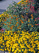 Tagetes patula 'Silvia', Zinnia haageana