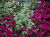 Surfinia Petunia hybrid