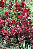 Atriplex hortensis 'Red Spire'