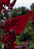 Atriplex hortensis 'Red Spire'