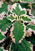 Plectranthus ciliatus