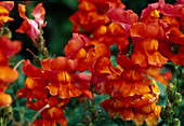 Antirrhinum 'Bronze'