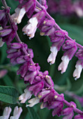 Salvia leucantha