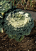 Brassica oleracea 'White Lady'