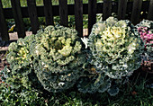 Brassica oleracea