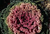 Brassica oleracea