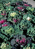 Brassica oleracea