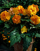 Begonia 'Nonstop Apricot'