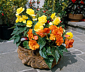 Begonias in a wicker basket