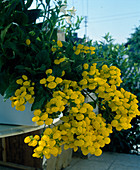 Calceolaria integrifolia