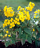 Calceolaria