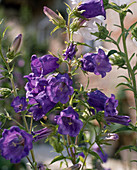 Campanula Media