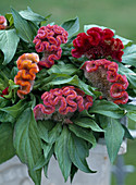 Celosia cristata 'Olympia' (Federbusch, Hahnenkamm)