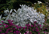 Chrysanthemum Ptarmiciflorum 'Silberfeder' und Verbena