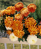 Chrysanthemum indicum