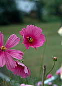 Cosmos bipinnatus