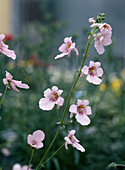 Diascia vigilis 'Elliott'S Variety'