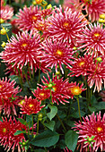 Dahlia hybr. 'Pianella'